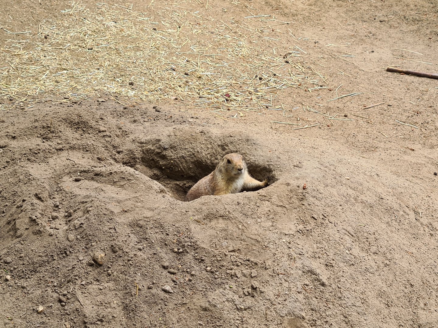 Black-tailed prairiedog