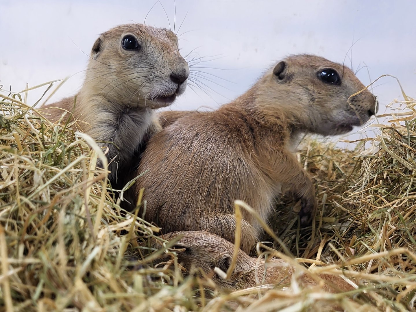 Black-tailed prairiedogs