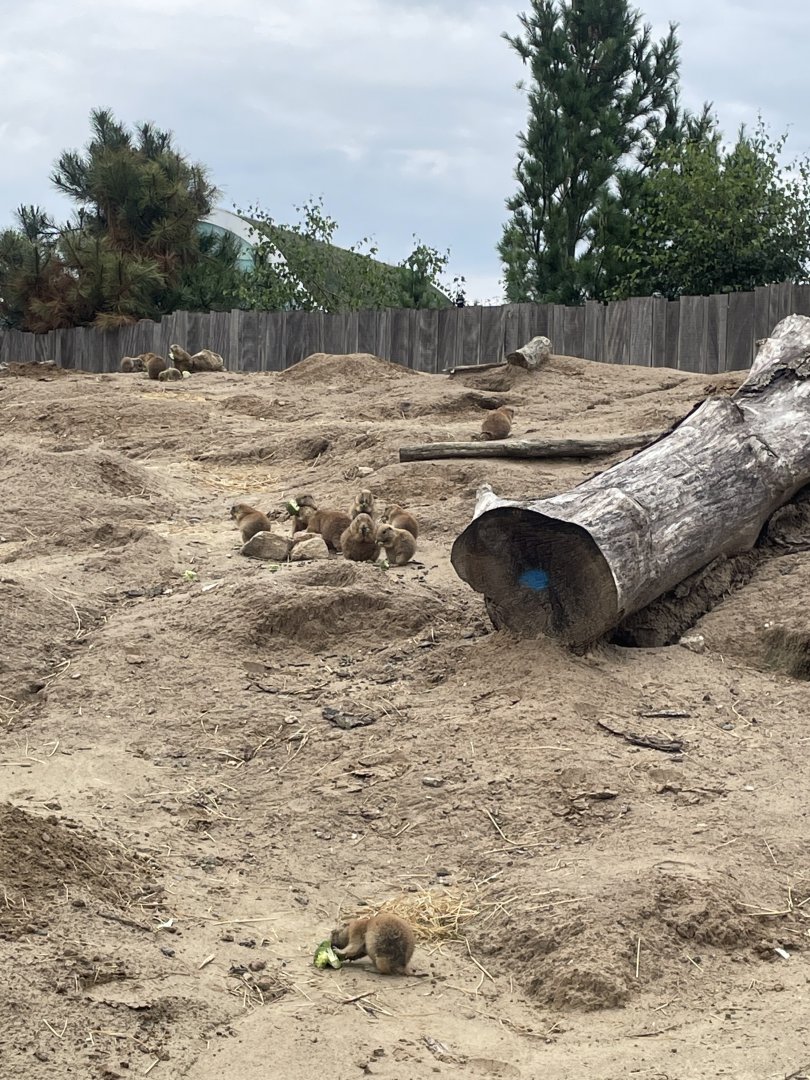 Black-tailed Prairiedogs