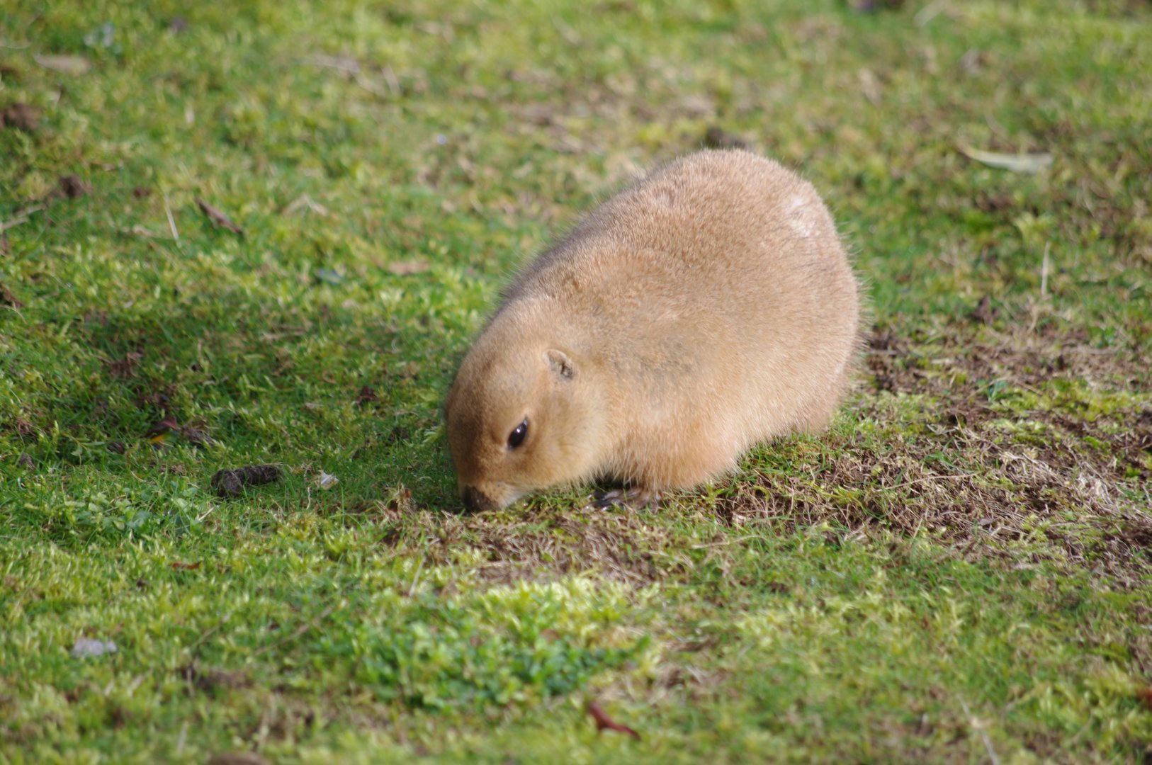 Black-tailed Prarie Dog- 19/2/2024