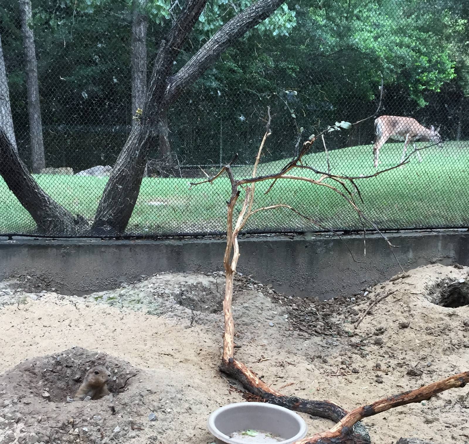 Black-tailed Prarie Dog and Whitetail Deer Exhibit