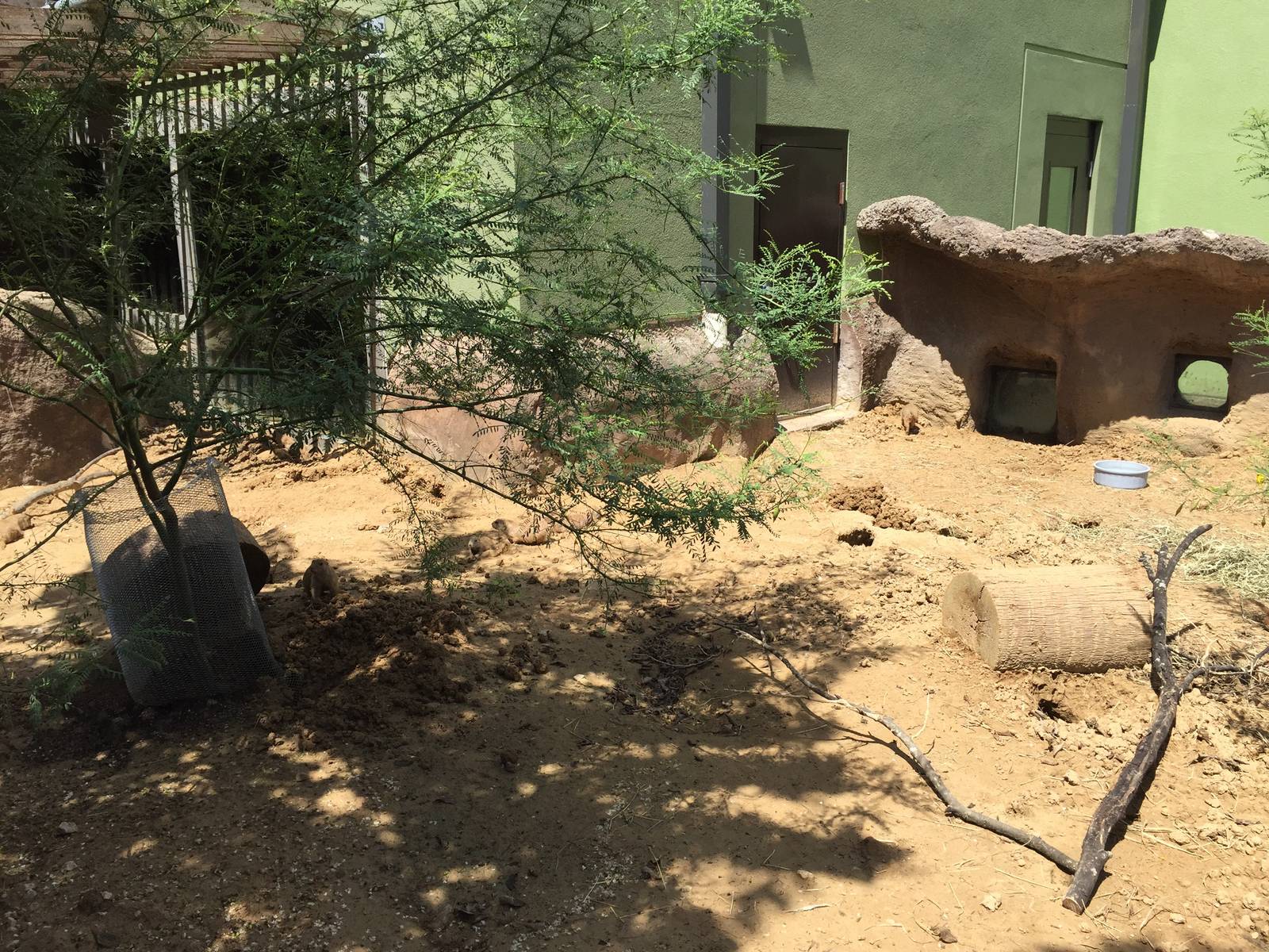 Black-tailed Prarie Dog Exhibit