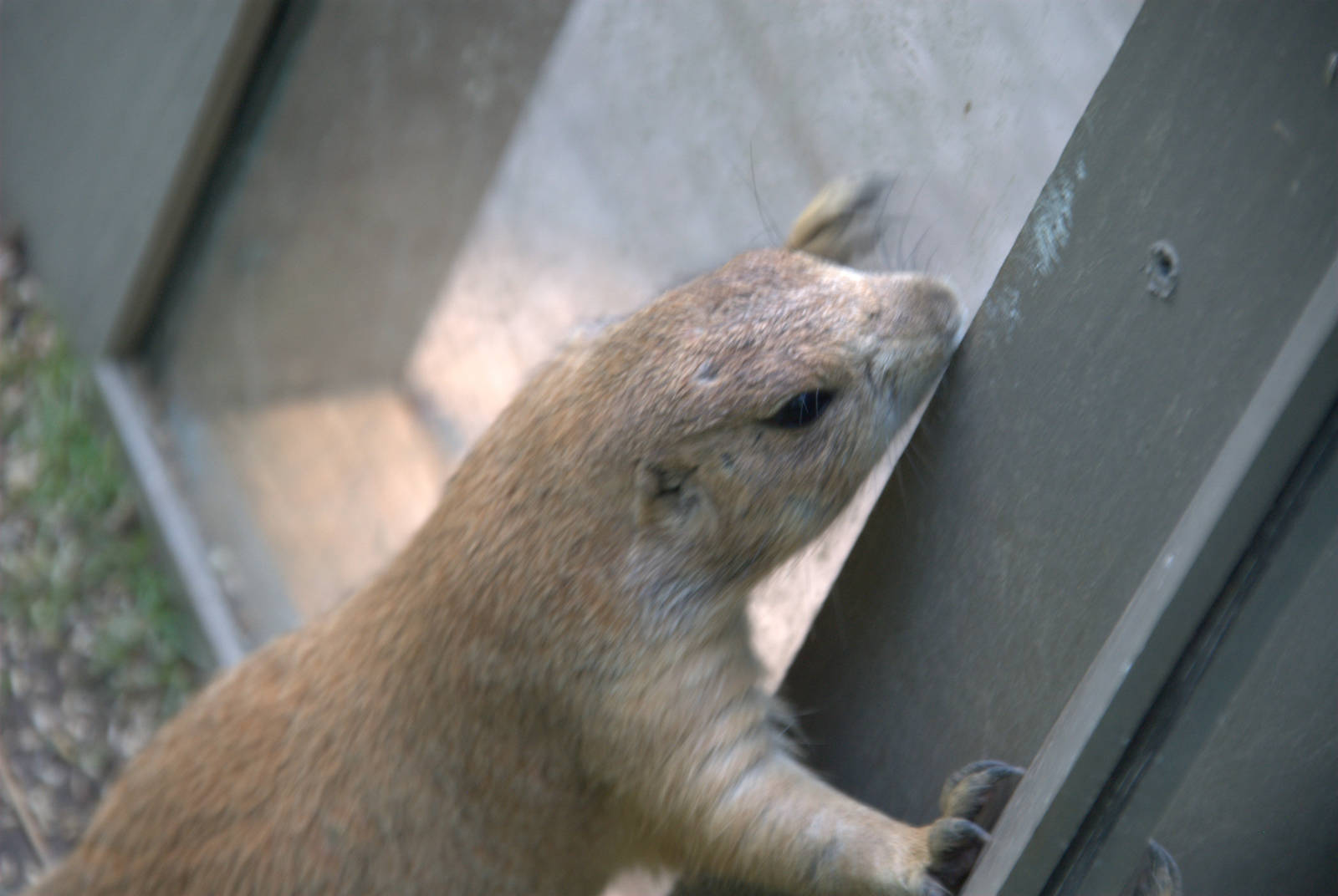 Black-tailed Prarie Dog