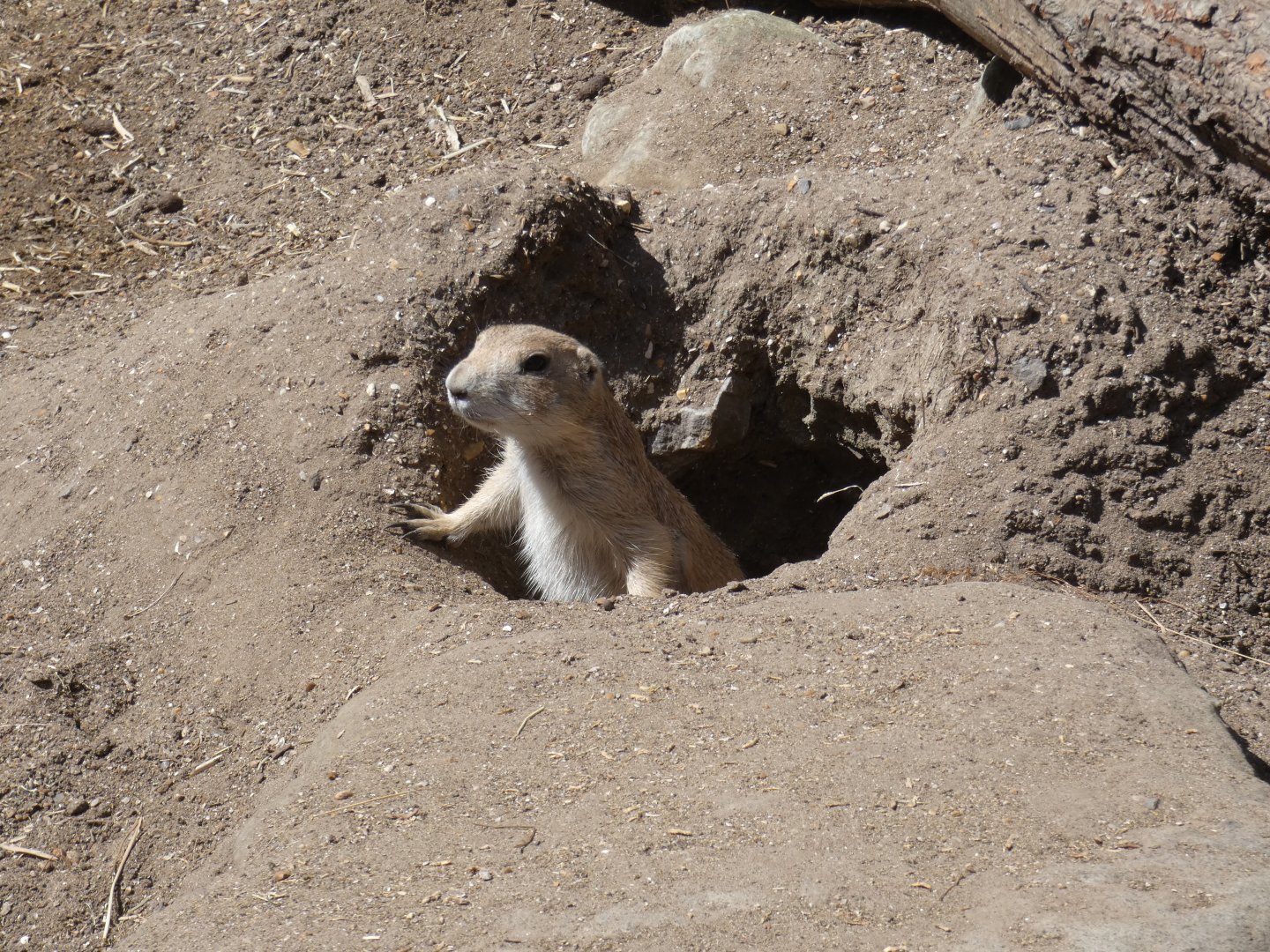 Black-tailed prarie dog