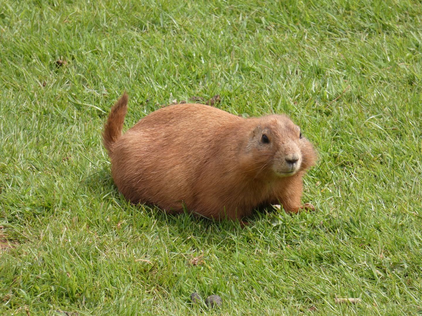 Black-tailed prarie dog
