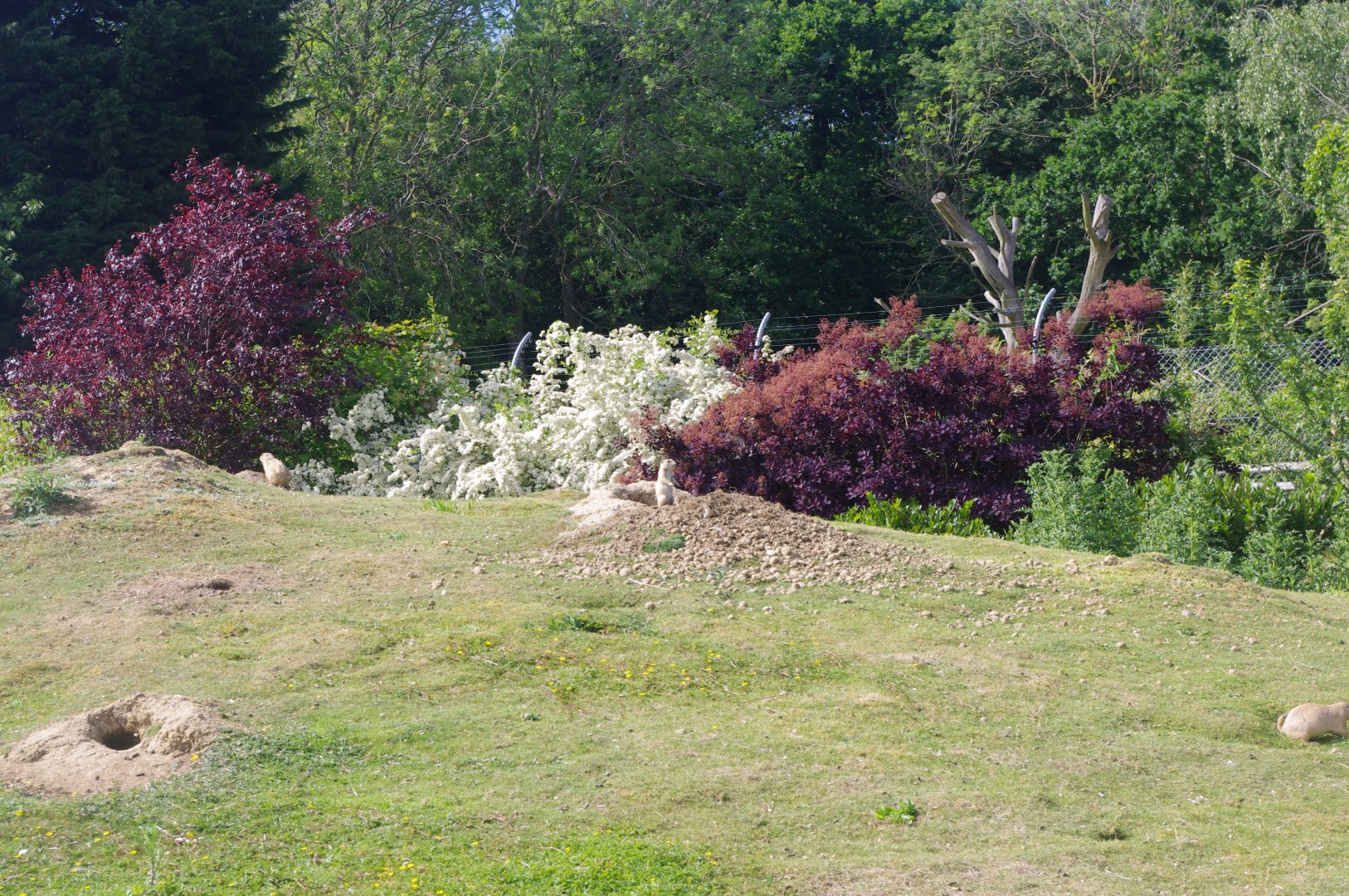 Black-tailed Prarie Dogs- 3/6/2022