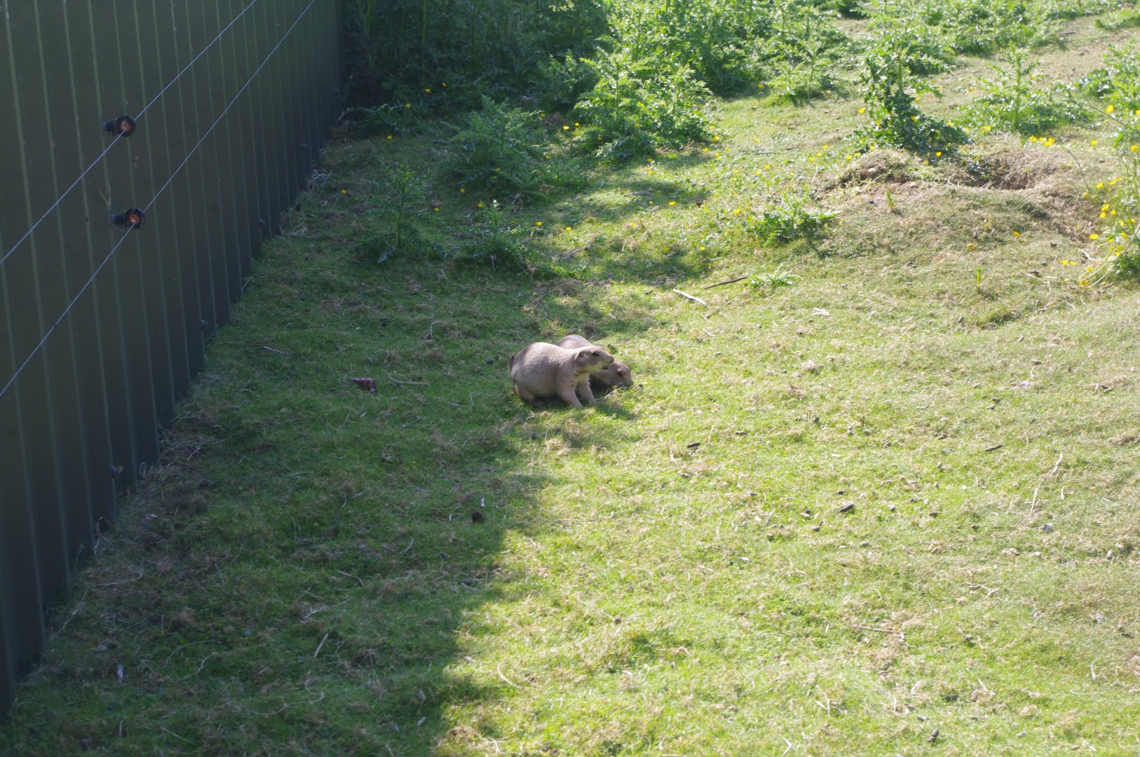 Black-tailed Prarie Dogs- 3/6/2022