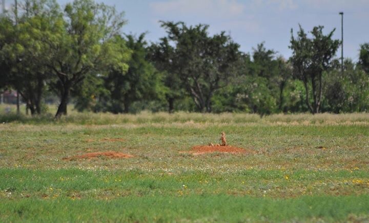 Black-tailed Prarie Dogs - Texas