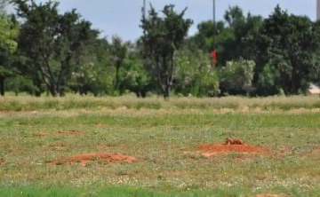 Black-tailed Prarie Dogs - Texas