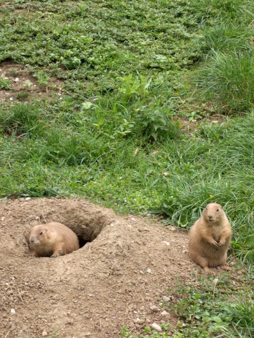 Black Tailed prarie dogs