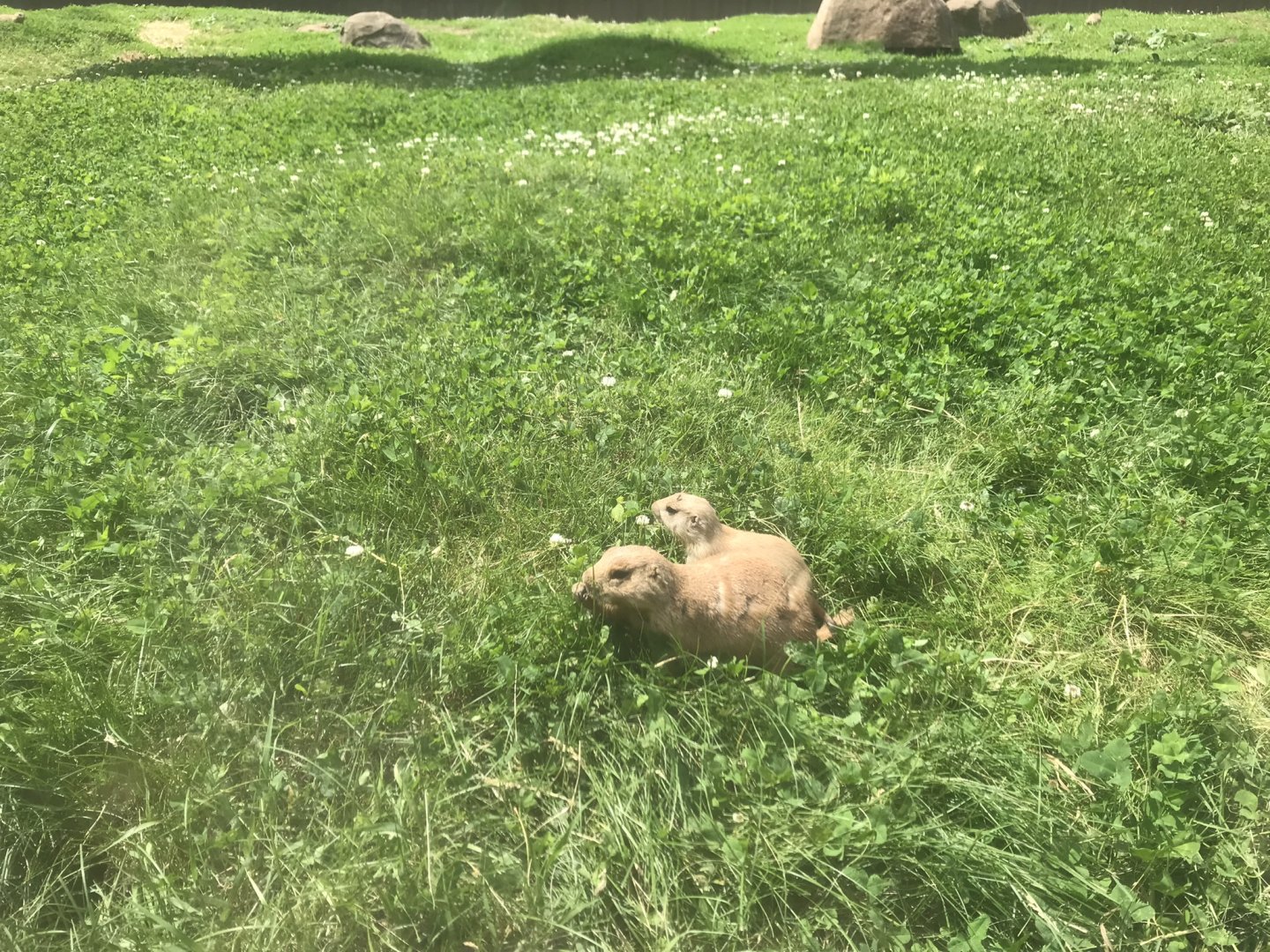 Black-Tailed-Prarie Dogs