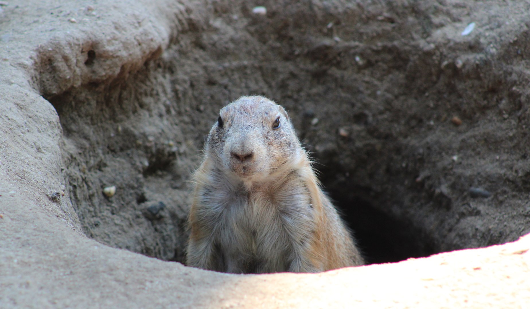 Black-tailed prariedog