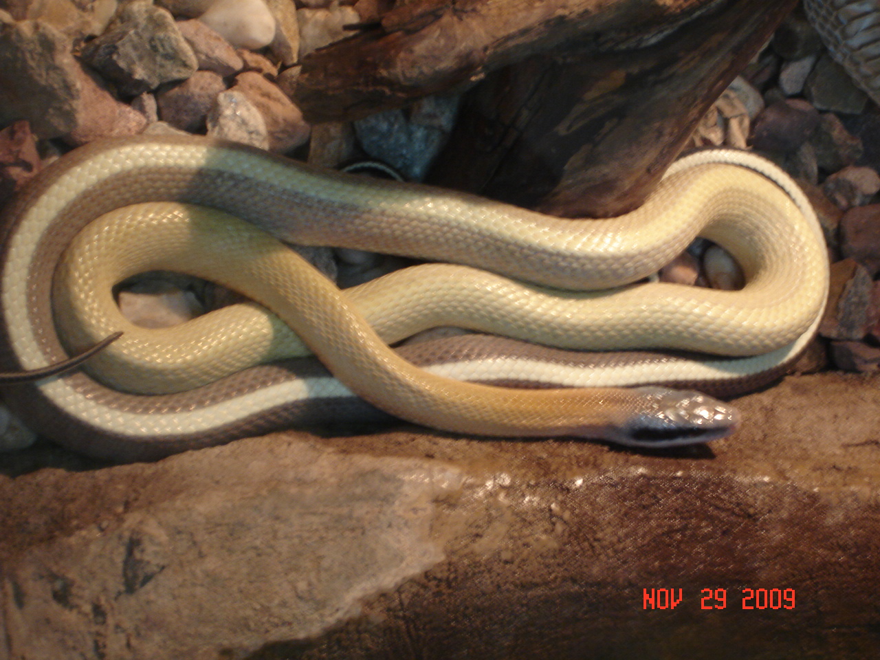 Black-tailed ratsnake