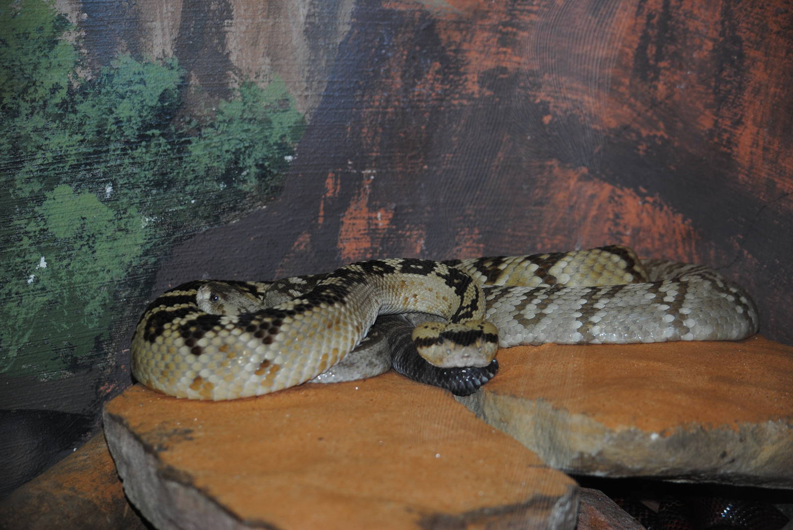 Black-tailed Rattler