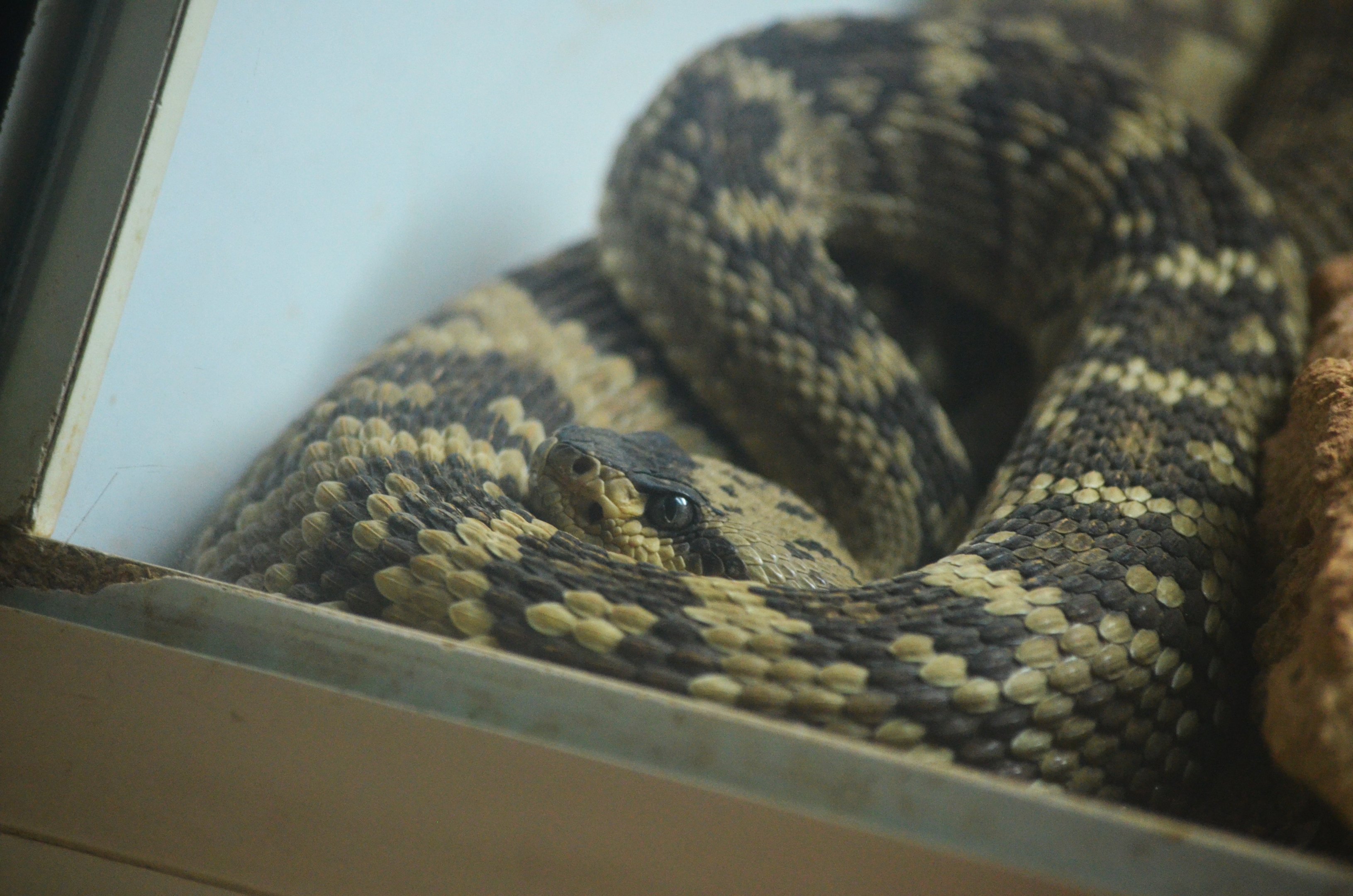 Black-tailed Rattlesnake at Cabarceno, 08/07/17