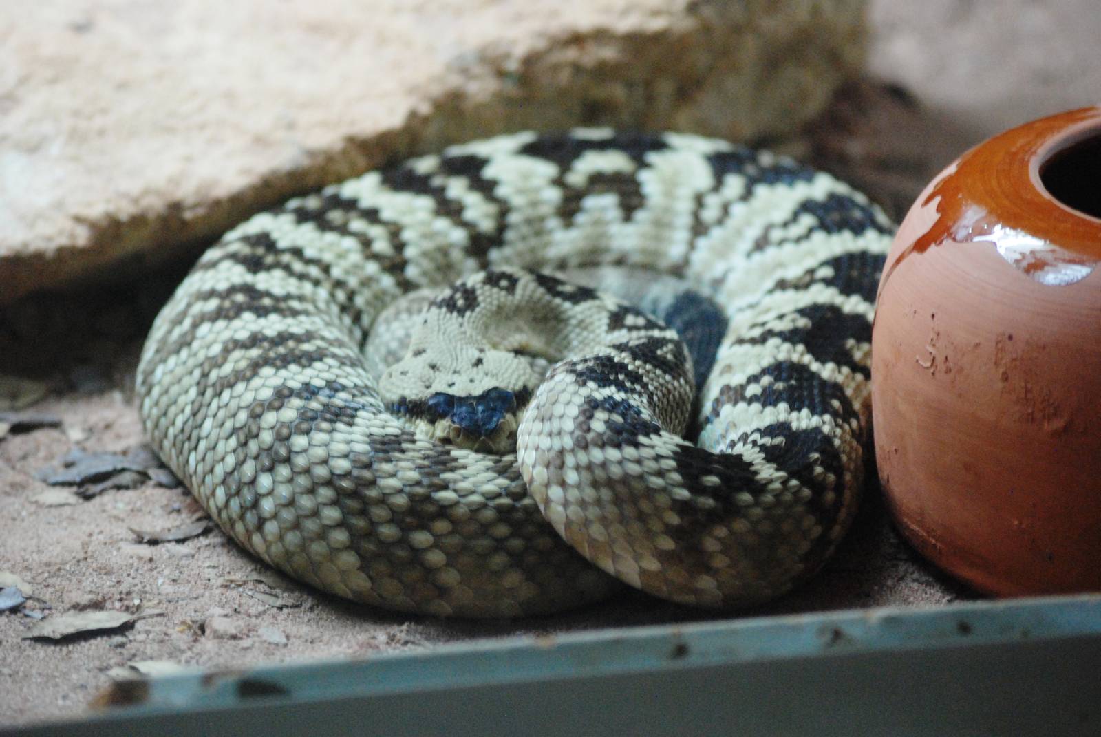 Black-tailed Rattlesnake at Cabarceno, 11/06/15