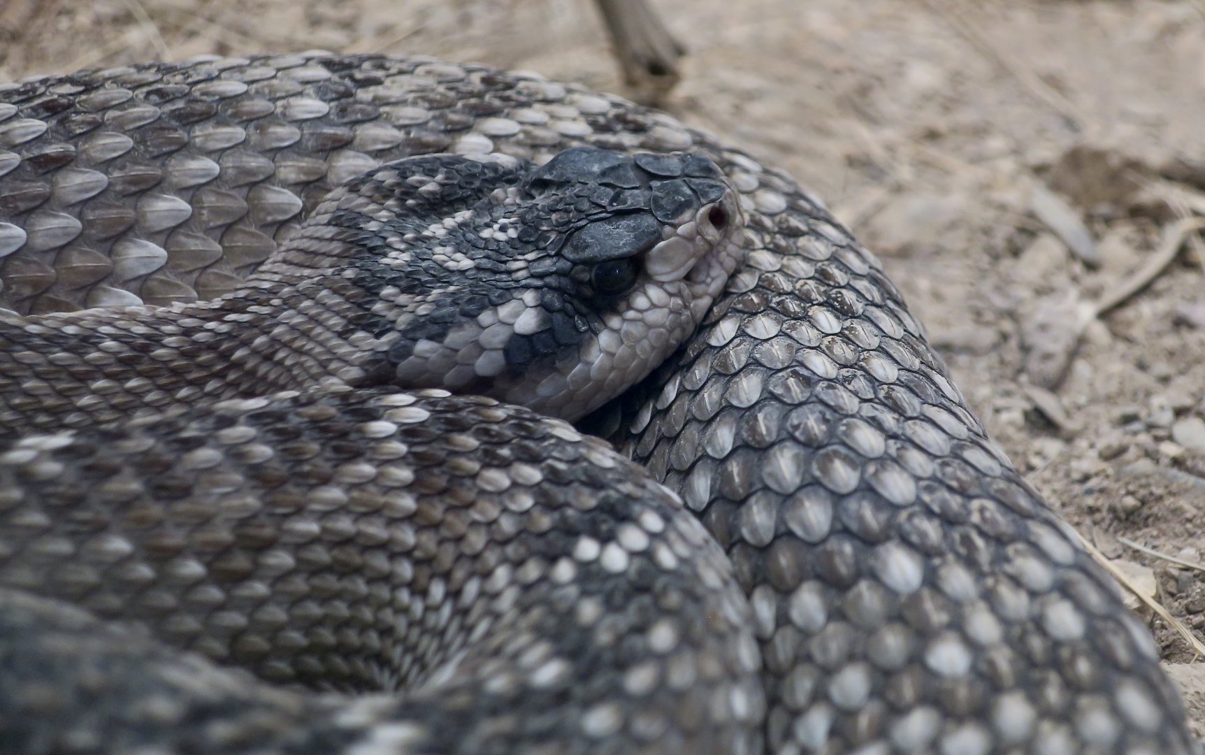 Black-Tailed Rattlesnake (Crotalus molossus molossus)