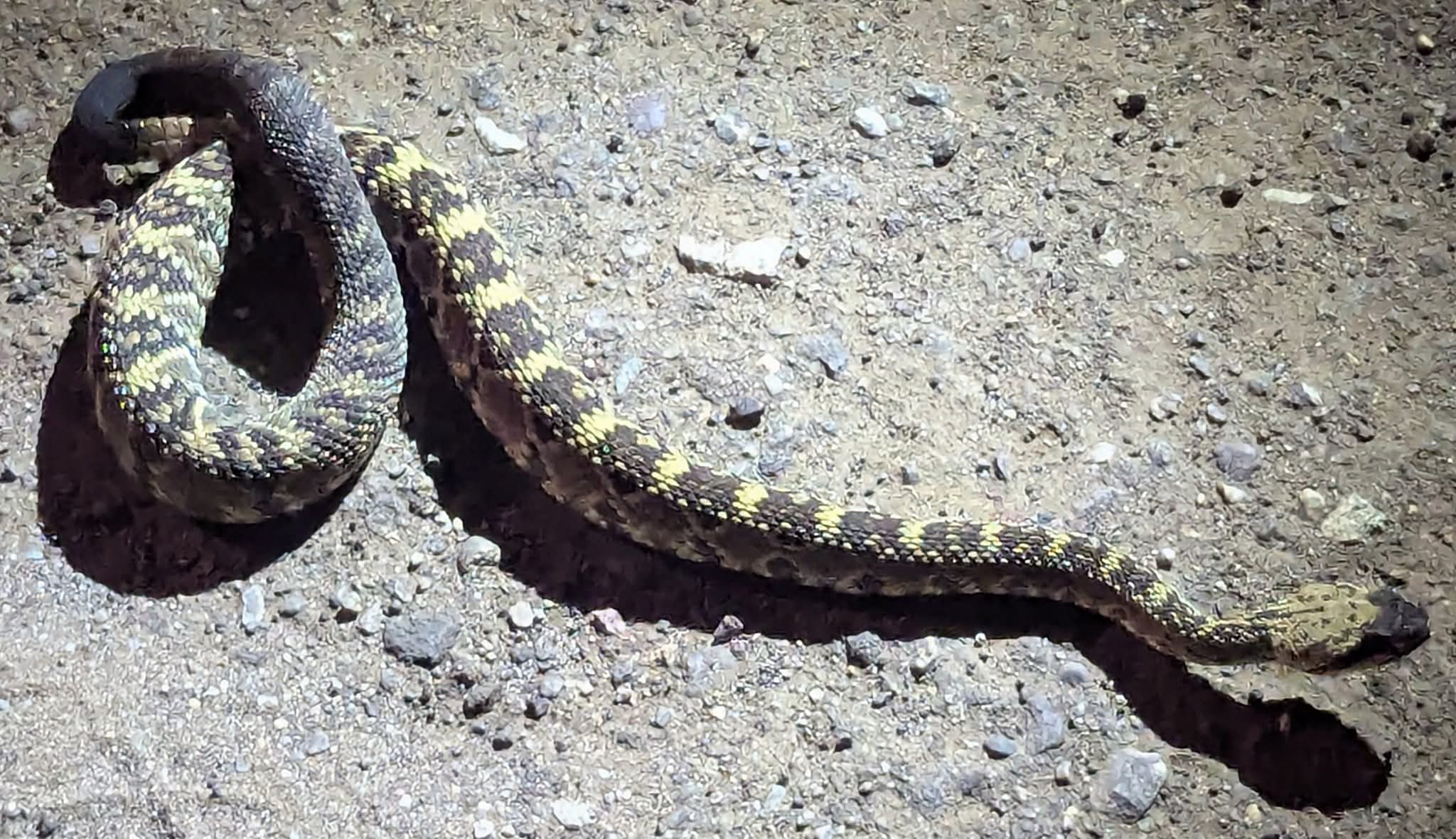 Black-tailed rattlesnake (Crotalus molossus molossus)