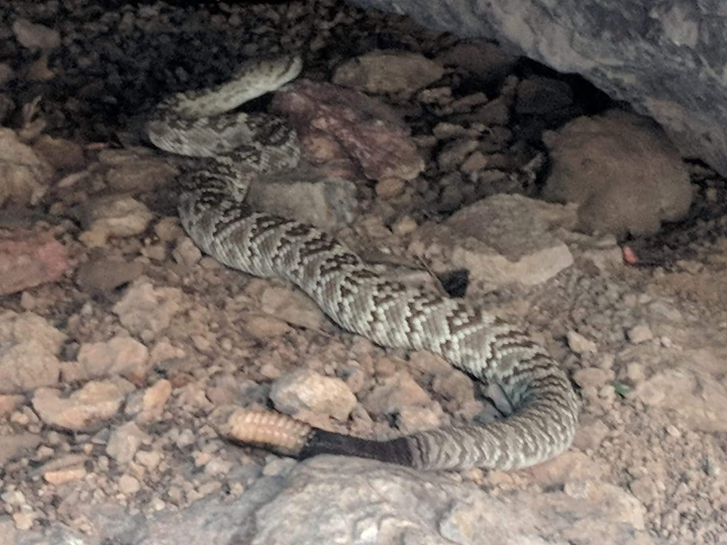 Black-tailed rattlesnake (Crotalus molossus)