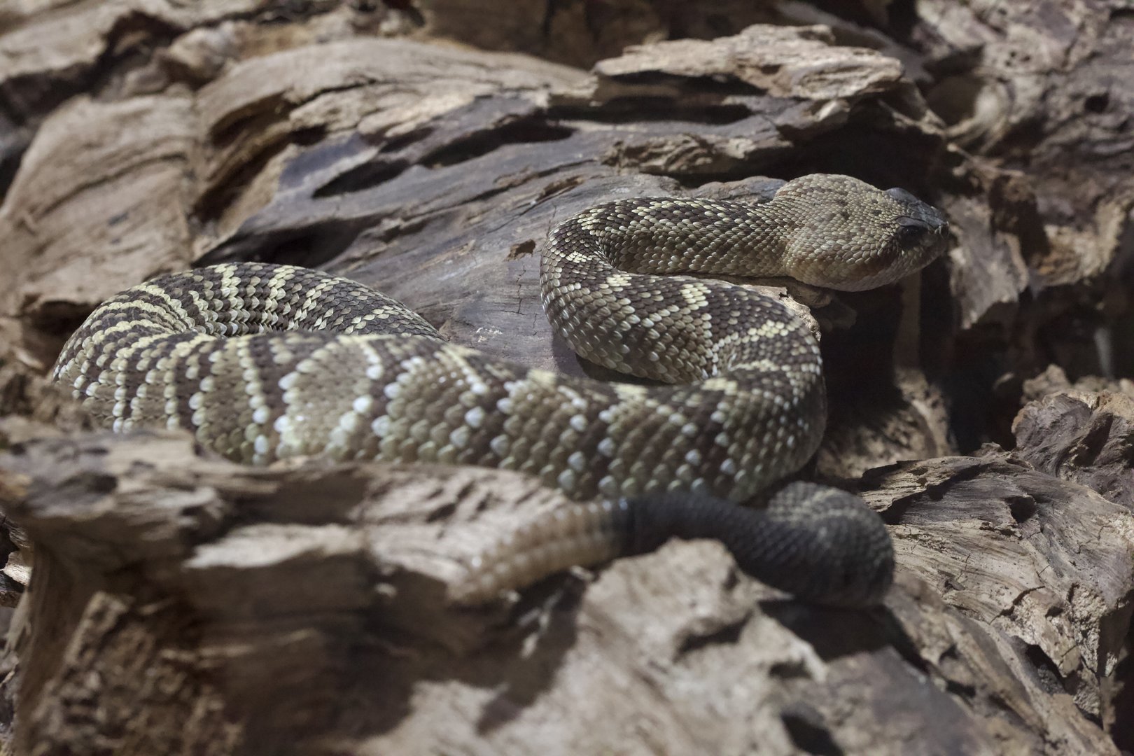 Black-Tailed Rattlesnake/ Crotalus molossus