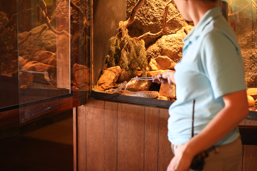Black tailed rattlesnake feeding