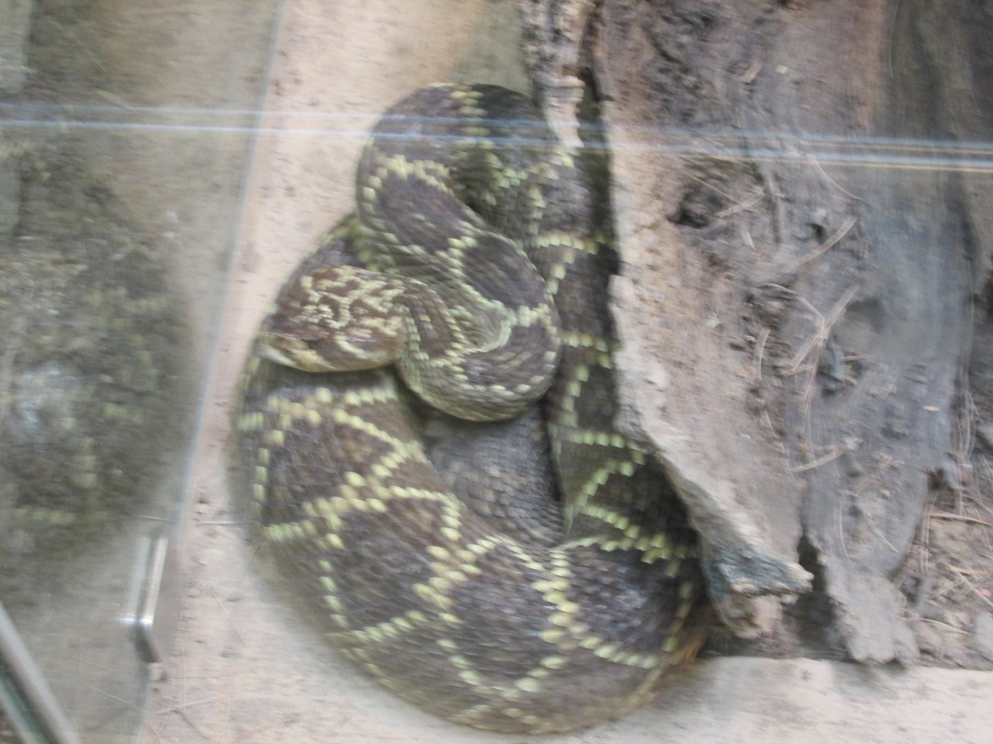 BLACK TAILED RATTLESNAKE