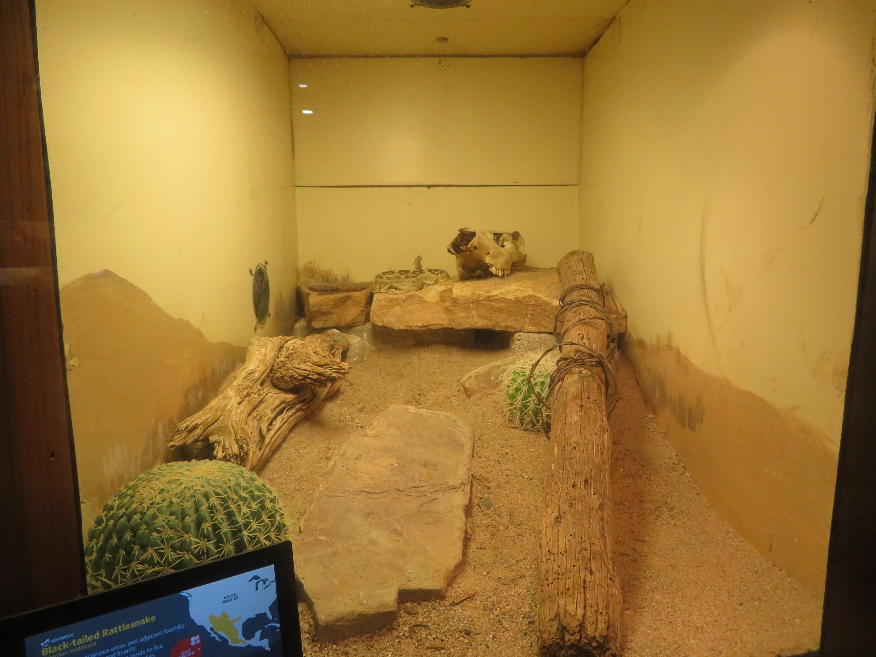 Black-tailed Rattlesnake