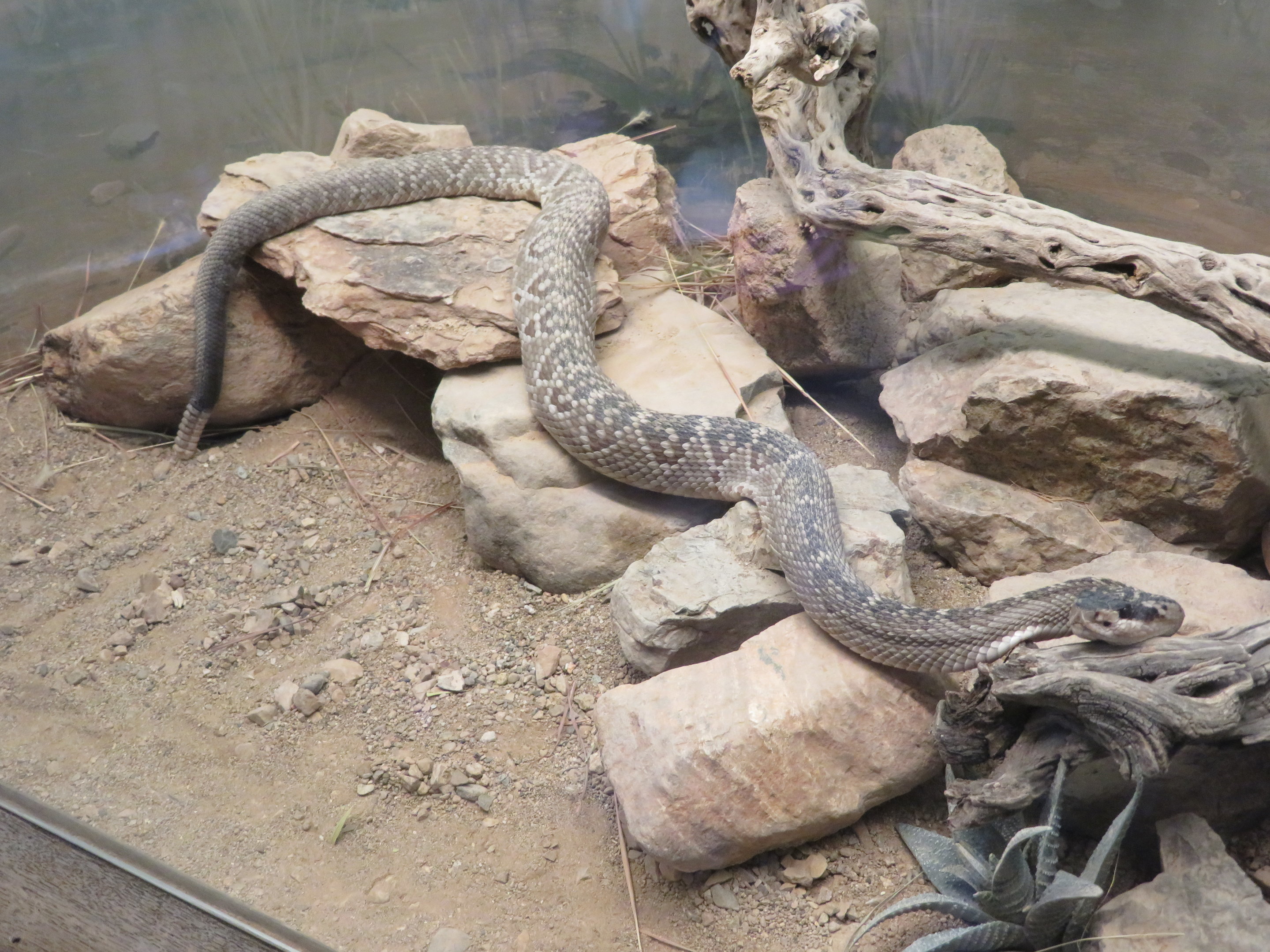 Black-tailed Rattlesnake