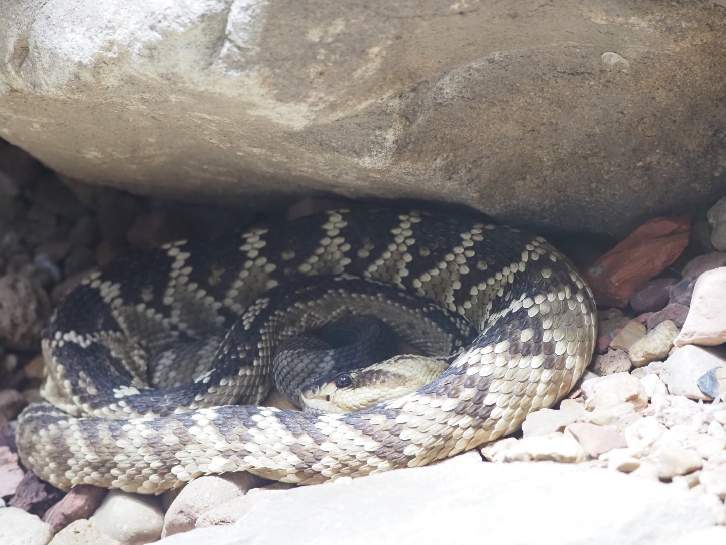 Black-Tailed Rattlesnake