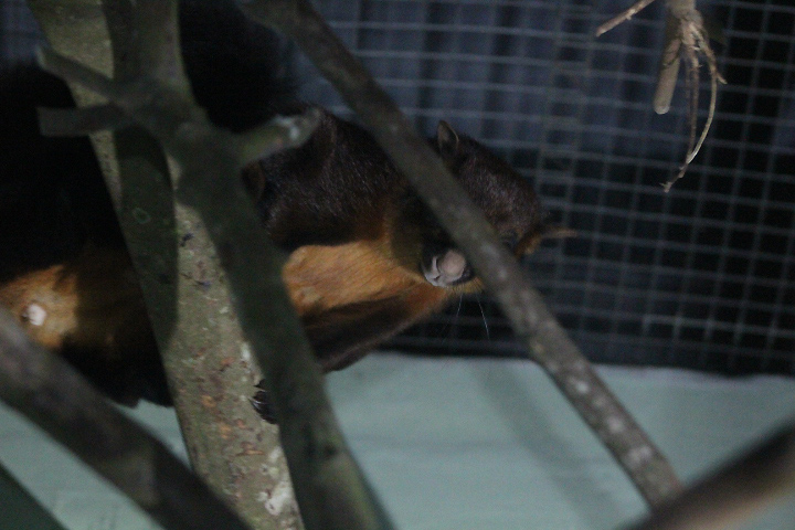 Black-tailed red giant flying squirrel (Petaurista petaurista nigricaudata) blocked - PCBA
