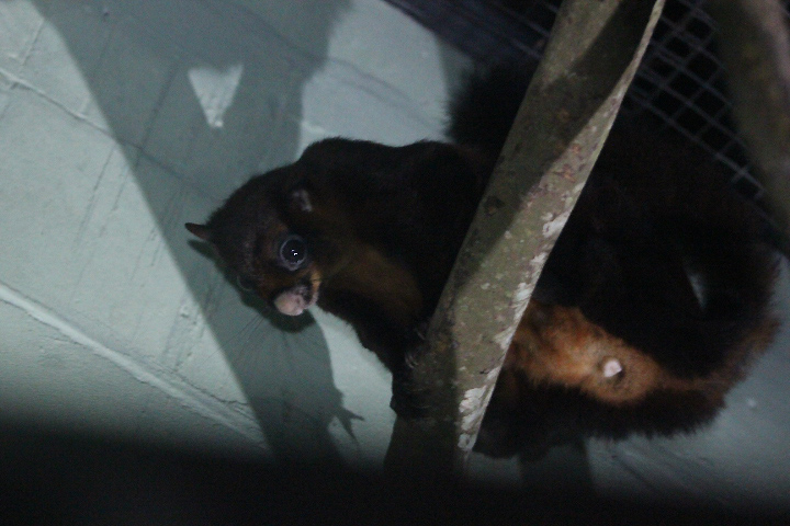 Black-tailed red giant flying squirrel (Petaurista petaurista nigricaudata) full body - PCBA