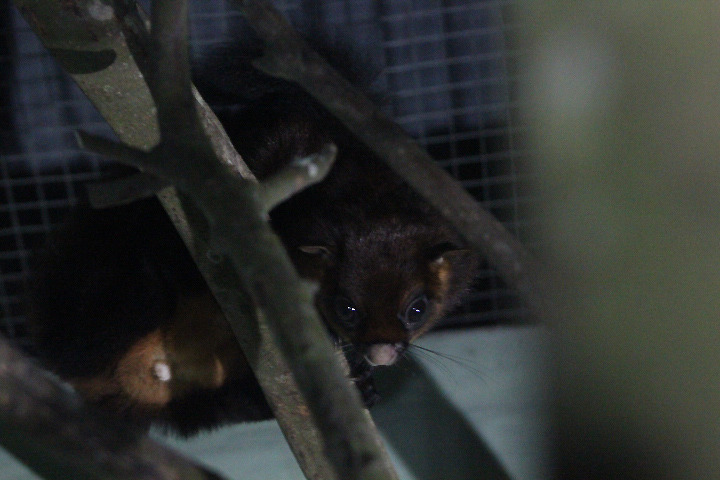 Black-tailed red giant flying squirrel (Petaurista petaurista nigricaudata) looking - PCBA