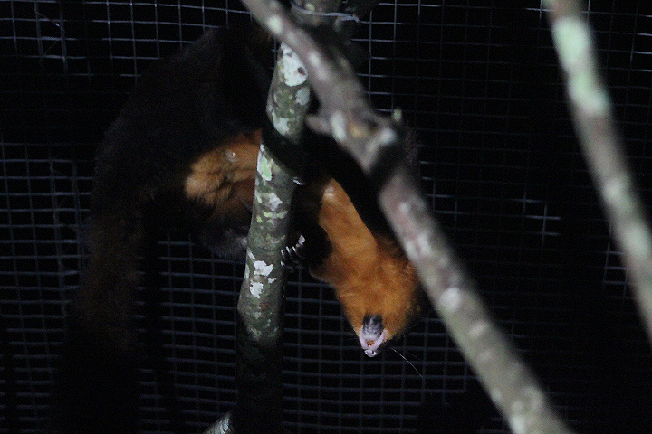 Black-tailed red giant flying squirrel (Petaurista petaurista nigricaudata) underside - PCBA