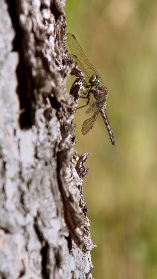 Black-tailed skimmer (Orthetrum cancellatum)
