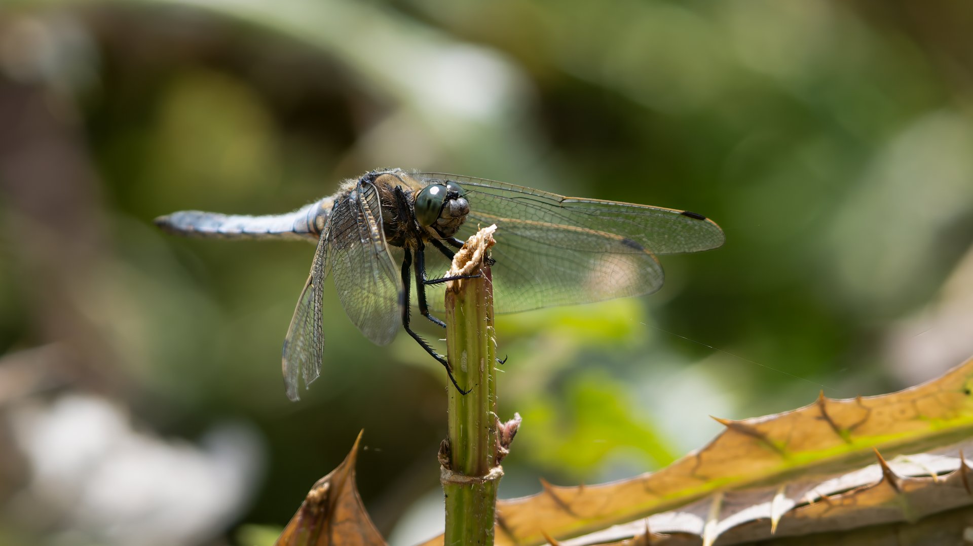 Black tailed skimmer, RSPB Rainham Marshes, UK