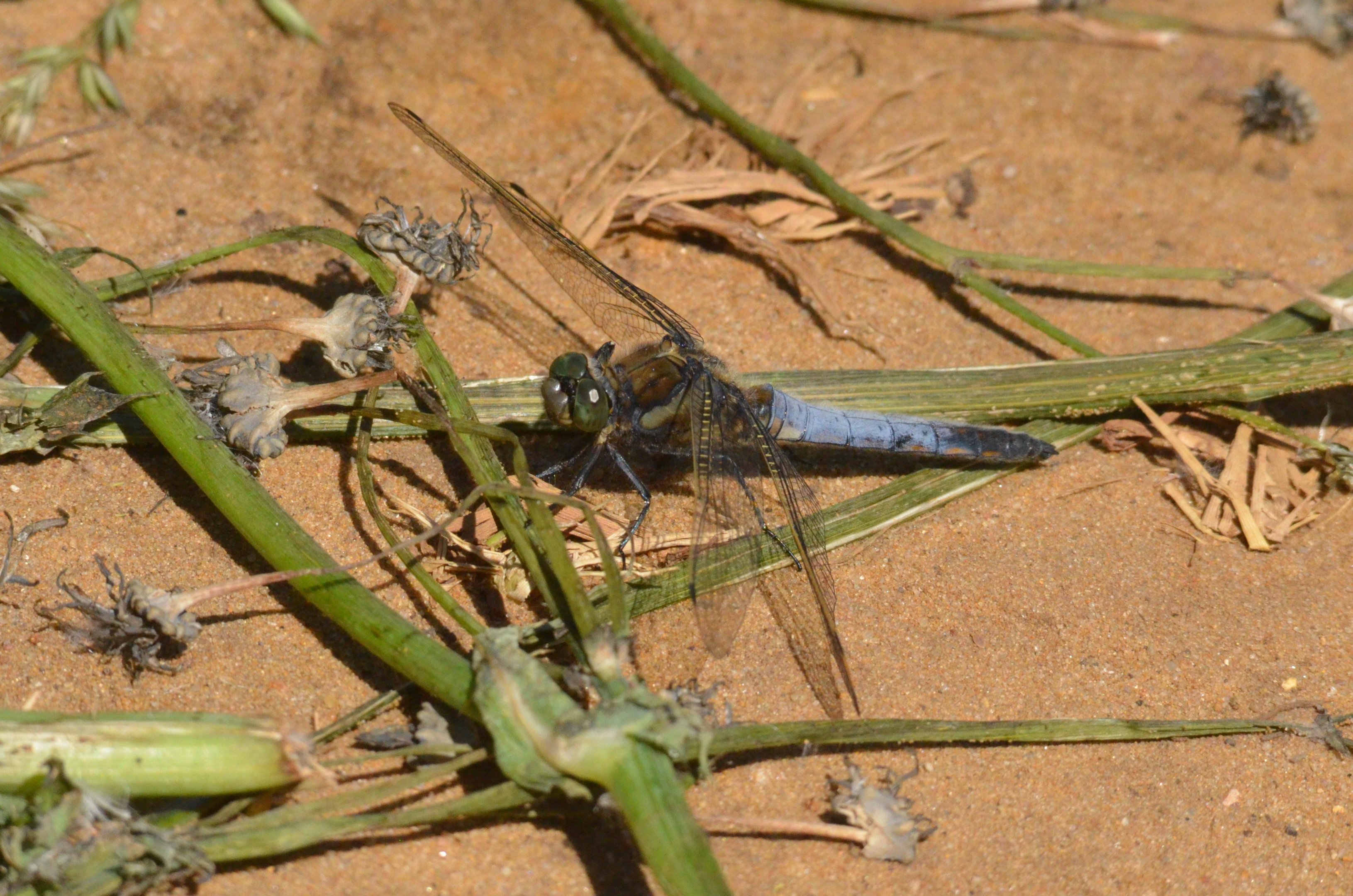 Black-tailed Skimmer, Strumpshaw Fen, 10/06/17