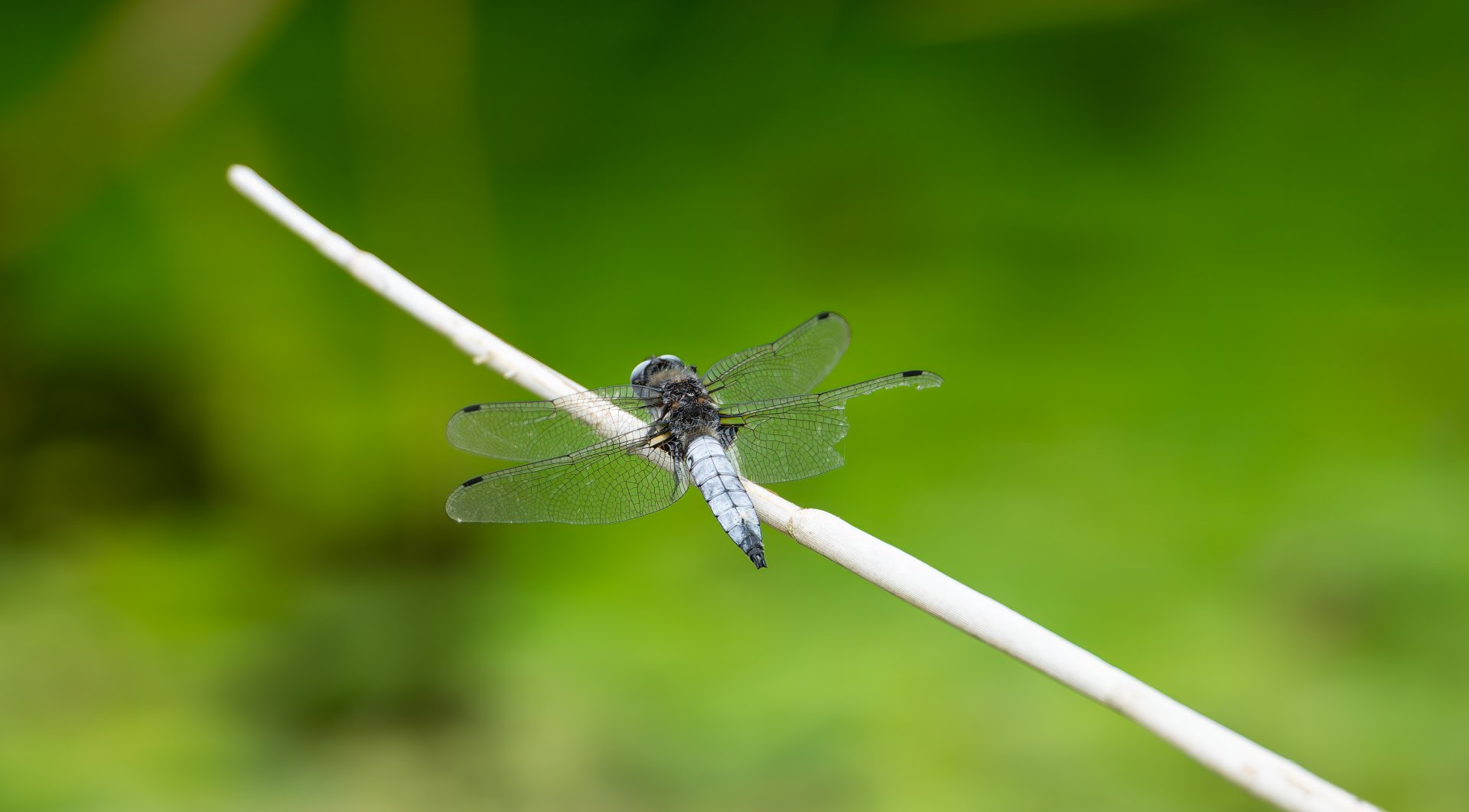 Black tailed skimmer, wild, RSPB Strumpshaw fen, UK