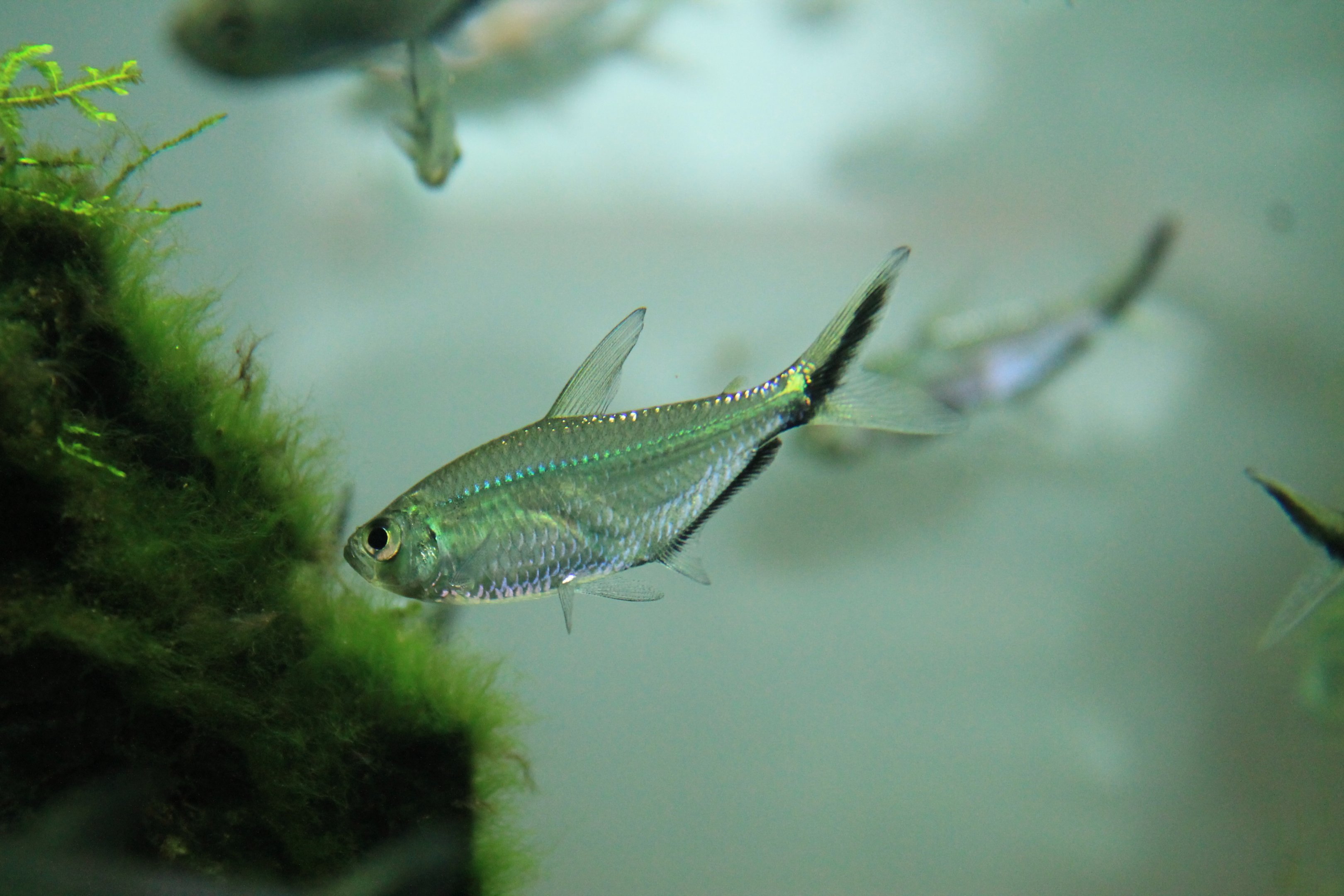 Black-tailed Tetra (Moenkhausia costae)
