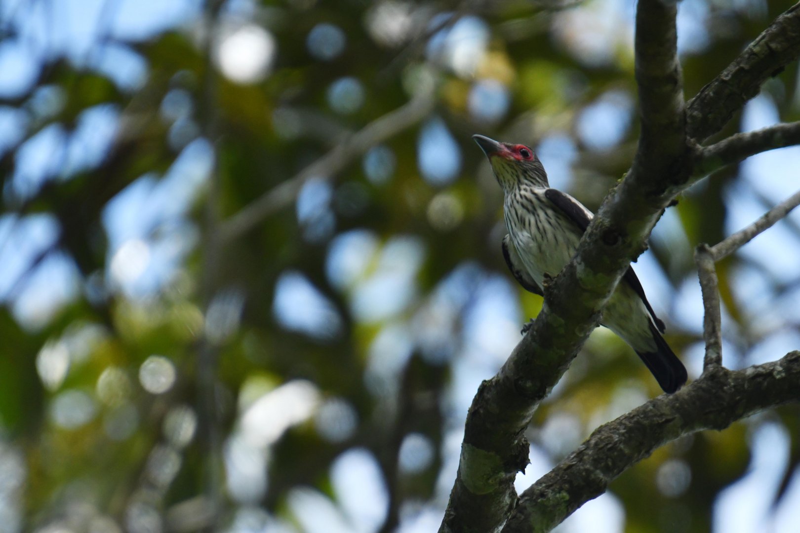 Black-tailed Tityra (Tityra cayana)