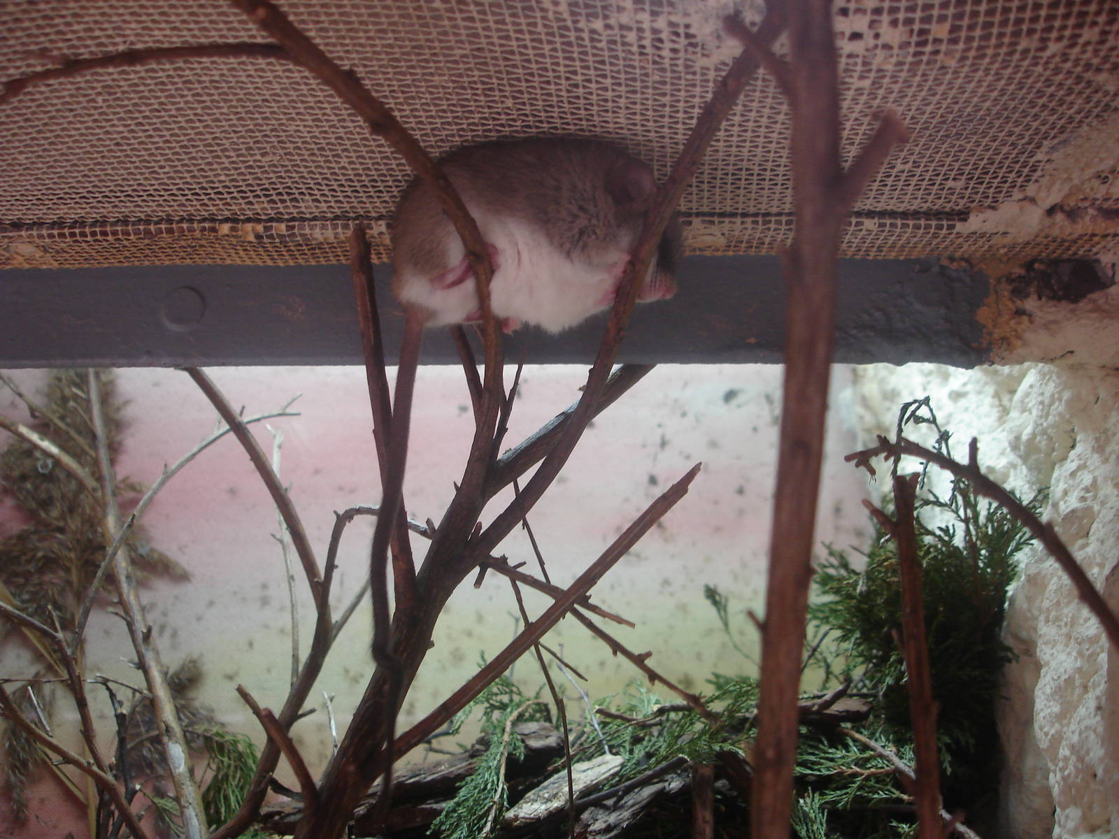 Black-tailed Tree Rat