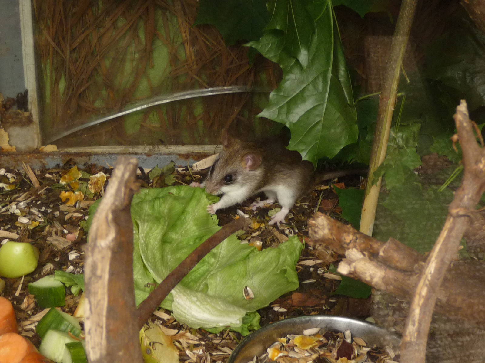 Black-tailed Tree Rat