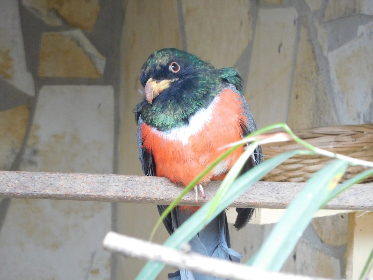 Black-tailed Trogon (Trogon melanurus)