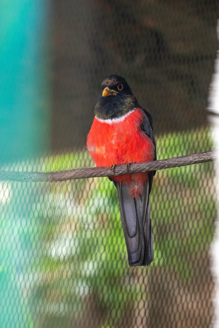 Black-tailed Trogon- (Trogon melanurus)