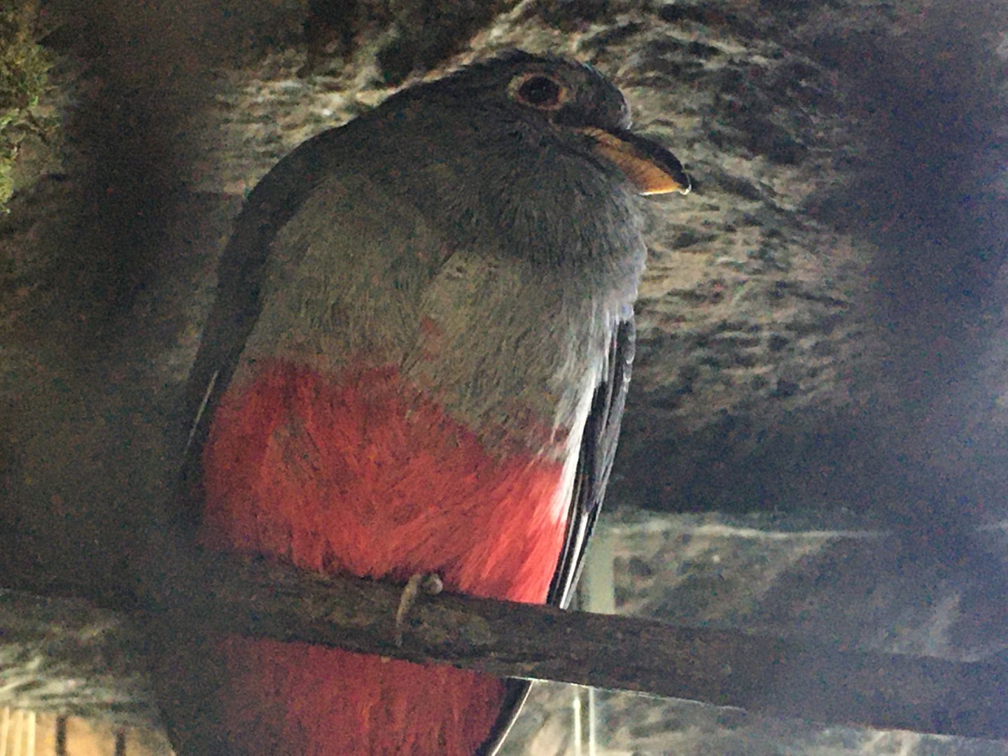 Black-Tailed Trogon (Trogon melanurus)