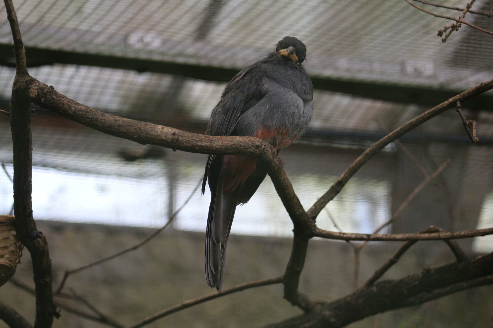 Black-Tailed Trogon