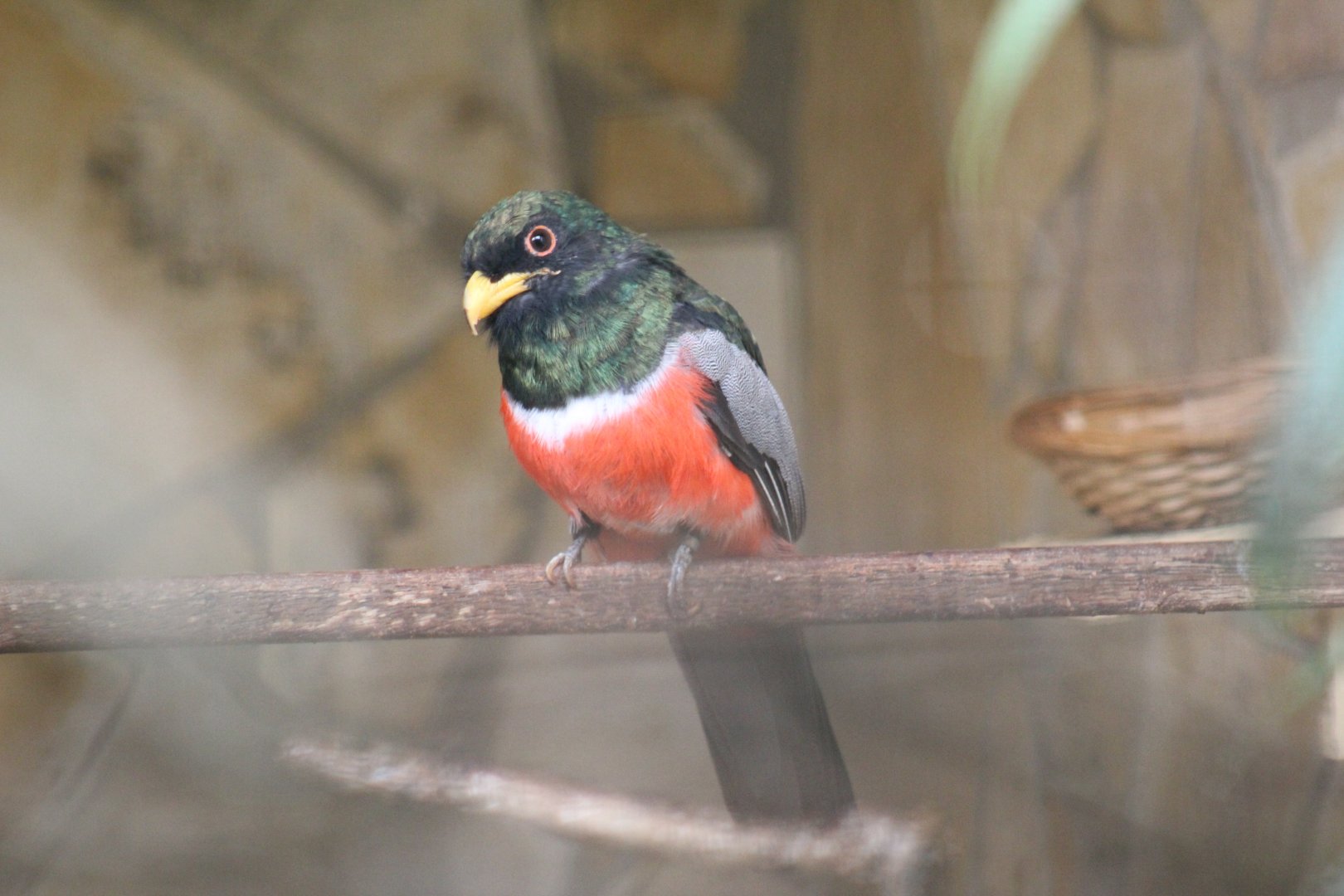 Black-Tailed Trogon