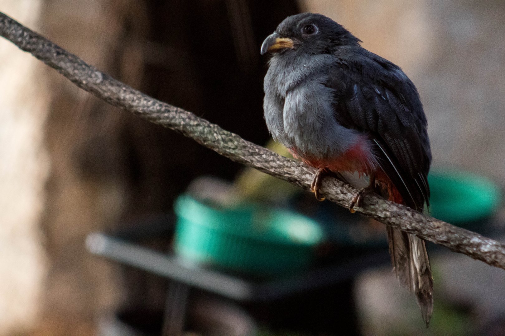 Black-tailed trogon