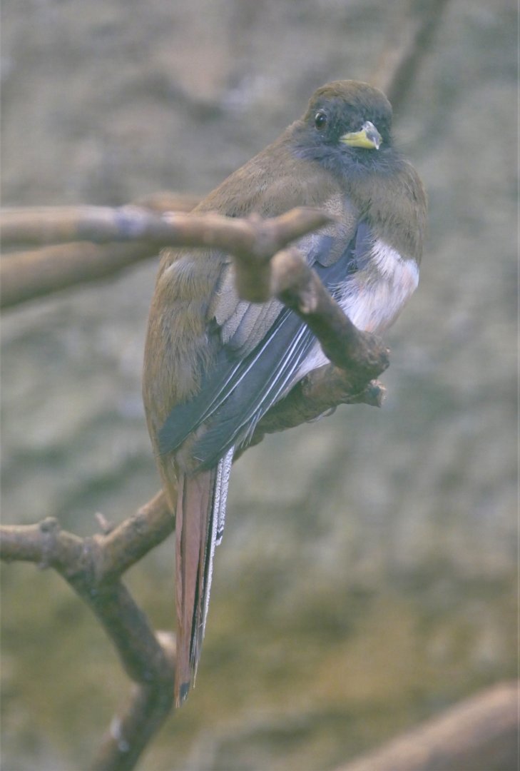 Black-tailed Trogon