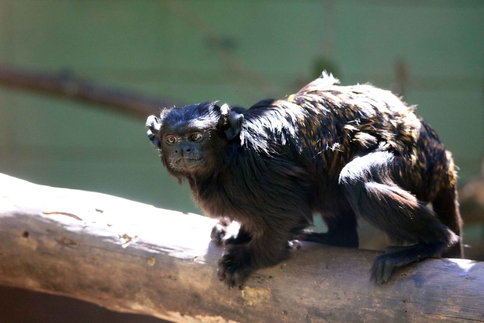 Black tamarin, April 2016