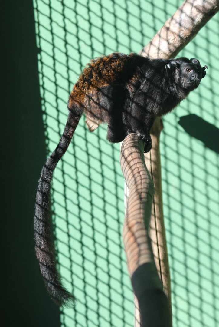 black tamarin (Saguinus niger)